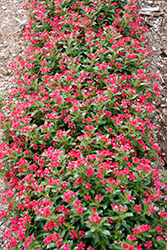 Soiree Kawaii Red Shades Vinca (Catharanthus roseus 'Soiree Kawai Red Shades') at English Gardens