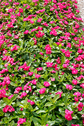Cora Cascade Bright Rose Vinca (Catharanthus roseus 'Cora Cascade Bright Rose') at English Gardens