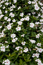 Cora Cascade Polka Dot Vinca (Catharanthus roseus 'Cora Cascade Polka Dot') at English Gardens