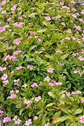 Cora Cascade Shell Pink Vinca (Catharanthus roseus 'Cora Cascade Shell Pink') at English Gardens