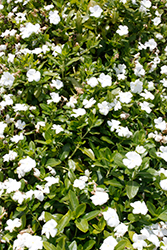 Cora Cascade White Vinca (Catharanthus roseus 'Cora Cascade White') at English Gardens