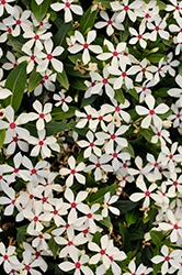 Soiree Kawaii White Peppermint Vinca (Catharanthus roseus 'Soiree Kawaii White Peppermint') at English Gardens
