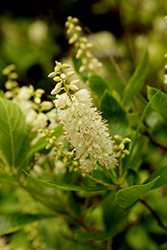 Summersweet (Clethra alnifolia) at English Gardens