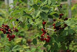 Chester Thornless Blackberry (Rubus 'Chester') at English Gardens