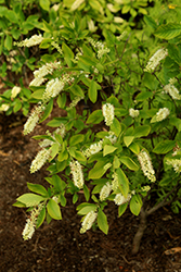 Sugartina Crystalina Summersweet (Clethra alnifolia 'Crystalina') at English Gardens