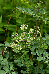 Elin Meadow Rue (Thalictrum 'Elin') at English Gardens