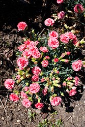 Fruit Punch Classic Coral Pinks (Dianthus 'Classic Coral') at English Gardens