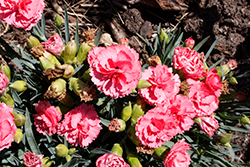 Fruit Punch Classic Coral Pinks (Dianthus 'Classic Coral') at English Gardens