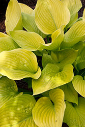 Age of Gold Hosta (Hosta 'Age of Gold') at English Gardens