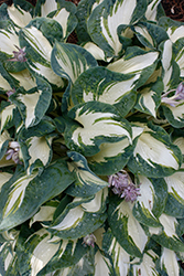 Hans Hosta (Hosta 'Hans') at English Gardens