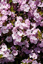 Opening Act Blush Phlox (Phlox 'Opening Act Blush') at English Gardens