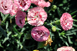 Pretty Poppers Appleblossom Burst Pinks (Dianthus 'Appleblossom Burst') at English Gardens