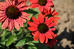 Color Coded Frankly Scarlet Coneflower (Echinacea 'Frankly Scarlet') at English Gardens