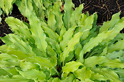 Wiggles and Squiggles Hosta (Hosta 'Wiggles and Squiggles') at English Gardens