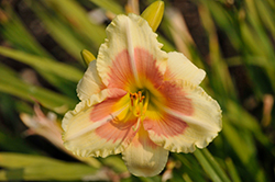 Happy Ever Appster When My Sweetheart Returns Daylily (Hemerocallis 'When My Sweetheart Returns') at English Gardens