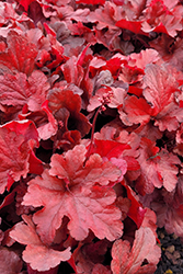 Forever Red Coral Bells (Heuchera 'Forever Red') at English Gardens