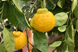 Tangerine (Citrus tangerina) at English Gardens