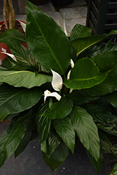 Peace Lily (Spathiphyllum wallisii) at English Gardens