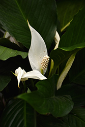 Peace Lily (Spathiphyllum wallisii) at English Gardens