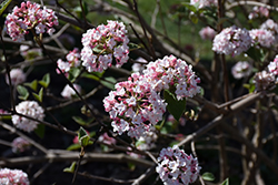 Koreanspice Viburnum (Viburnum carlesii) at English Gardens