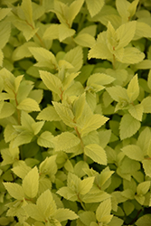 Double Play Gold Spirea (Spiraea japonica 'Yan') at English Gardens