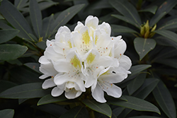 Chionoides Rhododendron (Rhododendron catawbiense 'Chionoides') at English Gardens