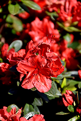 Girard's Scarlet Azalea (Rhododendron 'Girard's Scarlet') at English Gardens