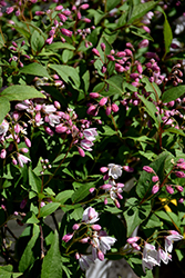 Yuki Cherry Blossom Deutzia (Deutzia 'NCDX2') at English Gardens