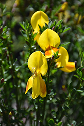 Madame Butterfly Scotch Broom (Cytisus scoparius 'Madame Butterfly') at English Gardens