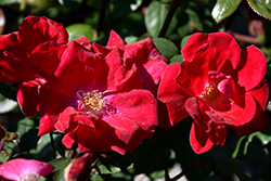 Winner's Circle Rose (Rosa 'Radwin') at English Gardens