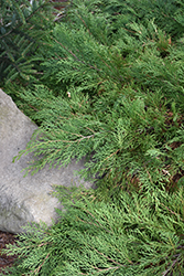 Celtic Pride Siberian Cypress (Microbiota decussata 'Prides') at English Gardens