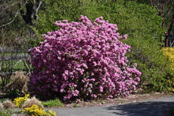 P.J.M. Elite Rhododendron (Rhododendron 'P.J.M. Elite') at English Gardens