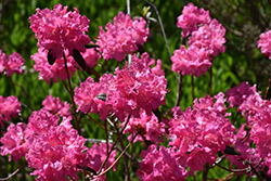 Landmark Rhododendron (Rhododendron 'Landmark') at English Gardens