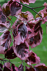 Tricolor Beech (Fagus sylvatica 'Roseomarginata') at English Gardens