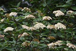 Alleghany Viburnum (Viburnum x rhytidophylloides 'Alleghany') at English Gardens