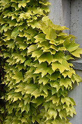 Fenway Park Boston Ivy (Parthenocissus tricuspidata 'Fenway Park') at English Gardens
