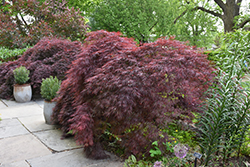 Crimson Queen Japanese Maple (Acer palmatum 'Crimson Queen') at English Gardens