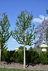 Peve Minaret Baldcypress (Taxodium distichum 'Peve Minaret') at English Gardens