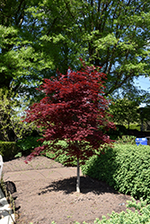 Fireglow Japanese Maple (Acer palmatum 'Fireglow') at English Gardens