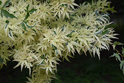 Butterfly Variegated Japanese Maple (Acer palmatum 'Butterfly') at English Gardens