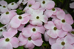 Stellar Pink Flowering Dogwood (Cornus 'Stellar Pink') at English Gardens