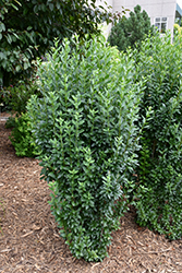 Straight Talk Privet (Ligustrum vulgare 'Swift') at English Gardens