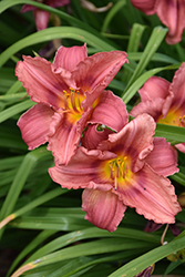 Happy Ever Appster Rosy Returns Daylily (Hemerocallis 'Rosy Returns') at English Gardens