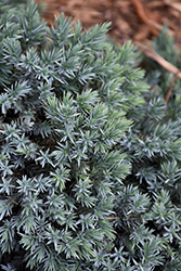 Blue Star Juniper (Juniperus squamata 'Blue Star') at English Gardens
