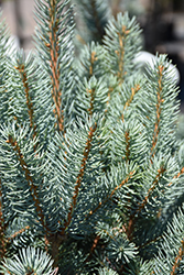 Blue Totem Spruce (Picea pungens 'Blue Totem') at English Gardens