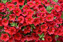 Superbells Red Calibrachoa (Calibrachoa 'INCALIMRED') at English Gardens
