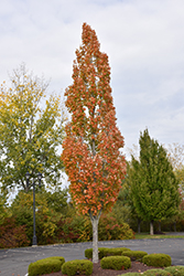 Armstrong Maple (Acer x freemanii 'Armstrong') at English Gardens