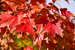 Sun Valley Red Maple (Acer rubrum 'Sun Valley') at English Gardens
