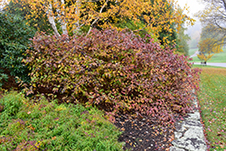 Bailey Red-Twig Dogwood (Cornus baileyi) at English Gardens