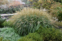 Adagio Maiden Grass (Miscanthus sinensis 'Adagio') at English Gardens
